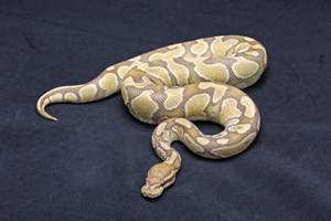 Zum vergößern auf das Bild klicken Zum vergrößern auf das Bild klicken