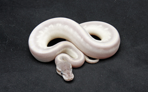 Zum vergößern auf das Bild klicken Zum vergrößern auf das Bild klicken