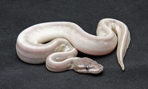 Zum vergößern auf das Bild klicken Zum vergrößern auf das Bild klicken