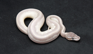 Zum vergößern auf das Bild klicken Zum vergrößern auf das Bild klicken