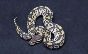 Zum vergößern auf das Bild klicken Zum vergrößern auf das Bild klicken