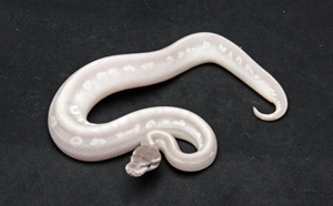 Zum vergößern auf das Bild klicken Zum vergrößern auf das Bild klicken