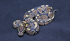 Zum vergrößern auf das Bild klicken Zum vergrößern auf das Bild klicken