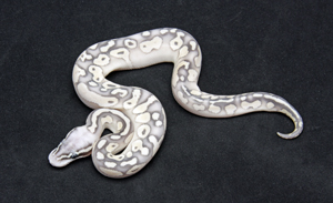 Zum vergößern auf das Bild klicken Zum vergrößern auf das Bild klicken