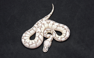 Zum vergößern auf das Bild klicken Zum vergrößern auf das Bild klicken