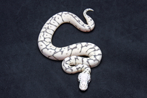 Zum vergößern auf das Bild klicken Zum vergrößern auf das Bild klicken