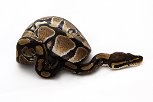 Zum vergrößern auf das Bild klicken Zum vergößern auf das Bild klicken