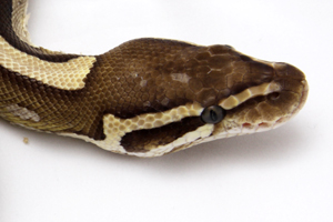 Zum vergößern auf das Bild klicken Zum vergößern auf das Bild klicken