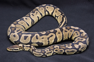 Zum vergößern auf das Bild klicken Zum vergrößern auf das Bild klicken