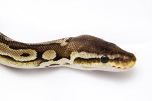 Zum vergößern auf das Bild klicken Zum vergößern auf das Bild klicken