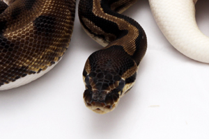 Zum vergößern auf das Bild klicken Zum vergößern auf das Bild klicken