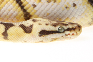 Zum vergößern auf das Bild klicken Zum vergößern auf das Bild klicken