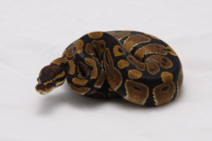 Zum vergößern auf das Bild klicken Zum vergößern auf das Bild klicken