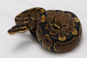 Zum vergößern auf das Bild klicken Zum vergößern auf das Bild klicken