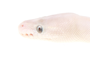 Zum vergößern auf das Bild klicken Zum vergößern auf das Bild klicken