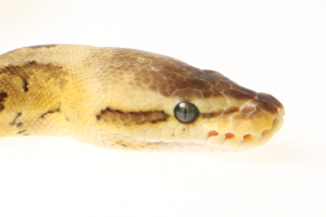 Zum vergößern auf das Bild klicken Zum vergößern auf das Bild klicken