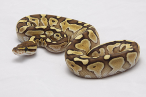 Zum vergößern auf das Bild klicken Zum vergößern auf das Bild klicken