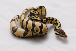 Zum vergößern auf das Bild klicken Zum vergößern auf das Bild klicken