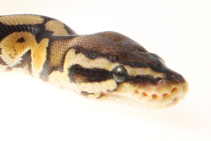 Zum vergößern auf das Bild klicken Zum vergößern auf das Bild klicken