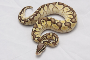 Zum vergößern auf das Bild klicken Zum vergößern auf das Bild klicken