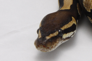 Zum vergößern auf das Bild klicken Zum vergößern auf das Bild klicken