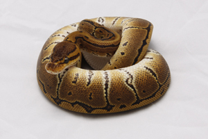 Zum vergößern auf das Bild klicken Zum vergößern auf das Bild klicken