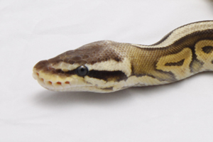 Zum vergößern auf das Bild klicken Zum vergößern auf das Bild klicken